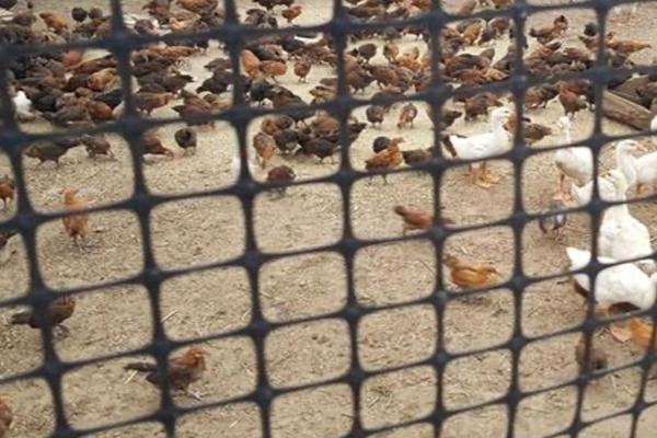 養殖土工格柵：解析使用方法與優勢